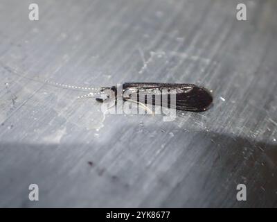 Black Dancer Caddisfly (Mystacides sepulchralis) Stockfoto