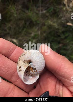 Bronze Schulterband Schnecke (Helminthoglypta arrosa) Stockfoto