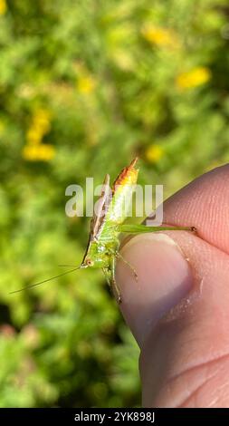 Kurzflügelweide Katydid (Conocephalus brevipennis) Stockfoto