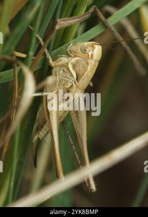 Braungefleckte Buschgrille (Tessellana tessellata) Stockfoto