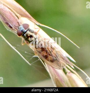 Variable Duskyface Fly (Melanostoma mellinum) Stockfoto