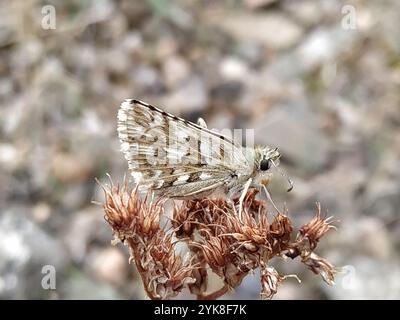 Rosafarbener Kapitän (Pyrgus onopordi) Stockfoto