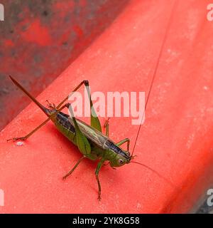 Kurzflügelweide Katydid (Conocephalus brevipennis) Stockfoto