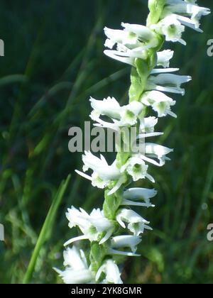 Slender Damentressen (Spiranthes lacera) Stockfoto