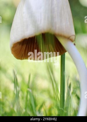 Weiße Dunstkappe (Conocybe apala albipes) Stockfoto