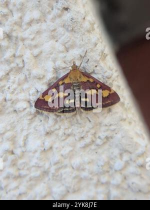 Gemeine Karmesin- und Goldmotte (Pyrausta purpuralis) Stockfoto