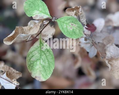 Kriechbeere (Symphoricarpos mollis) Stockfoto