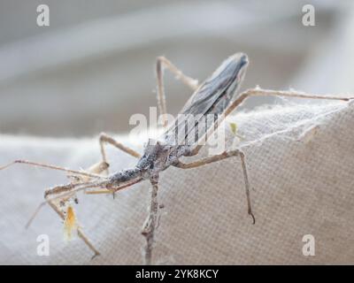 Vierschürzter Käfer (Zelus tetracanthus) Stockfoto