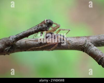 Eurasische Laufkrabbenspinne (Philodromus dispar) Stockfoto