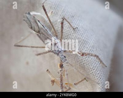 Vierschürzter Käfer (Zelus tetracanthus) Stockfoto
