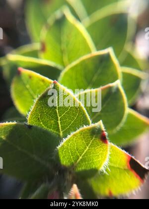 Manzanita am Berg San Bruno (Arctostaphylos imbricata) Stockfoto