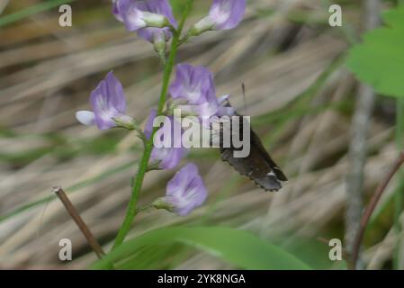 Gemeinsamer Roadside-Skipper (Amblyscirtes vialis) Stockfoto