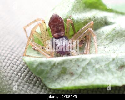 Eurasische Laufkrabbenspinne (Philodromus dispar) Stockfoto