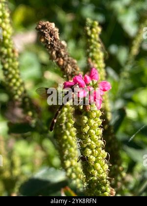 Östliche Bandflügelfliege (Hypocritanus fascipennis) Stockfoto