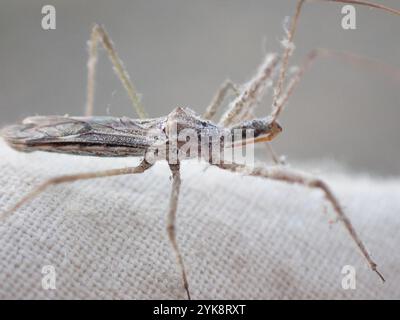 Vierschürzter Käfer (Zelus tetracanthus) Stockfoto