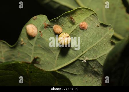 Gestreifte Pea Gall Wasp (Cynips longiventris) Stockfoto