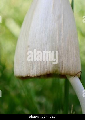 Weiße Dunstkappe (Conocybe apala albipes) Stockfoto
