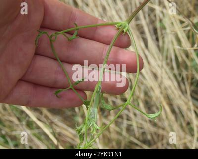 Western White Clematis (Clematis ligusticifolia) Stockfoto