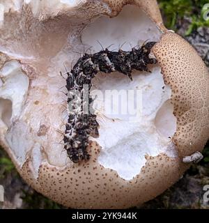 Pilzmotten (Metalectra discalis) Stockfoto
