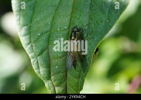 Centurion Fly (Sargus bipunctatus) mit zwei Punkten Stockfoto