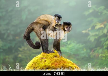 Mutter mit Baby auf dem Rücken des Kapuzineraffen (Simia apella) Stockfoto