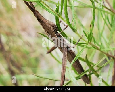 Langhaarige Zahnstocher Grasshopper (Achurum carinatum) Stockfoto