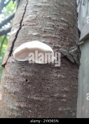 Weißkäse Polypore (Tyromyces chioneus) Stockfoto