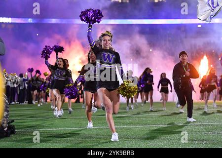 Seattle, Washington, USA. November 2024. Husky Cheerleader führen das Team auf das Feld, bevor es während des NCAA Football Spiels zwischen den UCLA Bruins und den Washington Huskies in Seattle, Washington, spielte. Washington besiegte die UCLA mit 31:19. Steve Faber/CSM/Alamy Live News Stockfoto