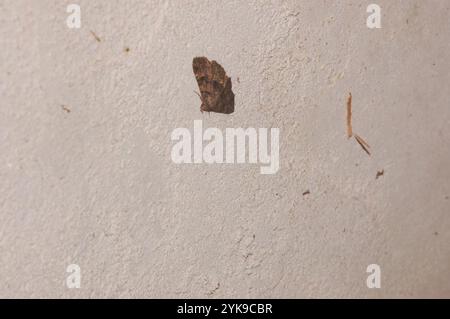 Pilzmotten (Metalectra discalis) Stockfoto