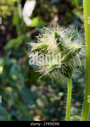 Einsamengurke (Sicyos angulatus) Stockfoto