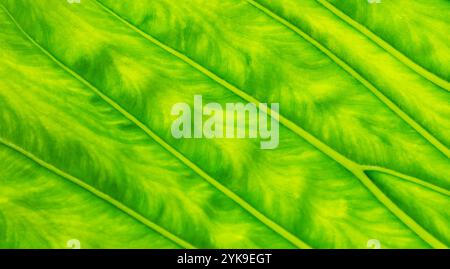 Naturabstrakt eines lebendigen grünen Blattes mit Nahaufnahme, Hintergrund, Überlagerung, grafischem Design. Stockfoto