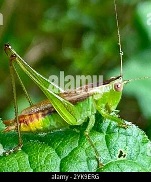 Kurzflügelweide Katydid (Conocephalus brevipennis) Stockfoto