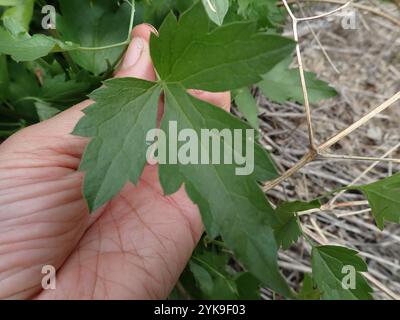 Western White Clematis (Clematis ligusticifolia) Stockfoto