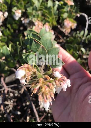 Manzanita am Berg San Bruno (Arctostaphylos imbricata) Stockfoto