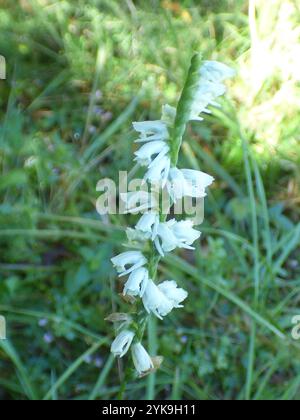 Slender Damentressen (Spiranthes lacera) Stockfoto