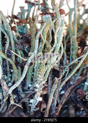 Smooth Pixie Flechte (Cladonia gracilis gracilis) Stockfoto