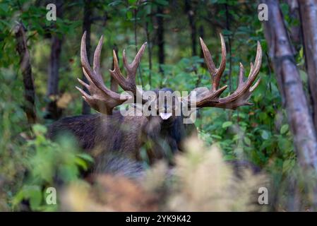 Bullenelch mit ausgezogener Zunge, der eine Kuh während des Rutts in Alaska riecht Stockfoto