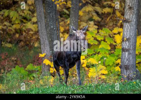 Junge Kälberelche an einem frischen Herbsttag in Alaska, die aus den Wäldern spazieren Stockfoto