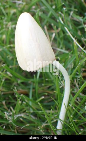 Weiße Dunstkappe (Conocybe apala albipes) Stockfoto
