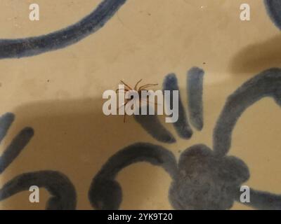 Breiter SAC-Spider (Trachelas tranquillus) Stockfoto