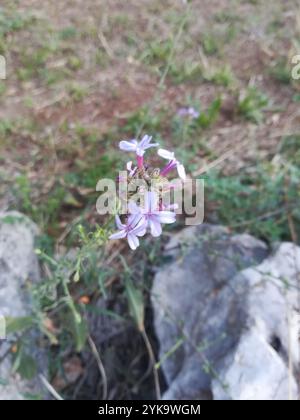 Häufiges Bleikraut (Plumbago europaea) Stockfoto