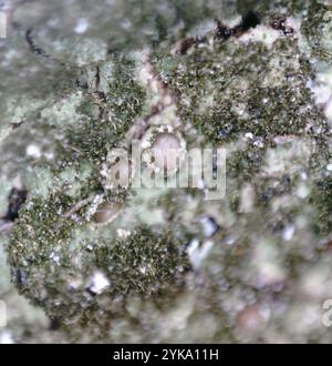Polierte Tarnflechte (Melanelixia glabratula) Stockfoto