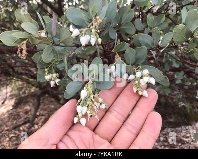 Big Berry Manzanita (Arctostaphylos glauca) Stockfoto