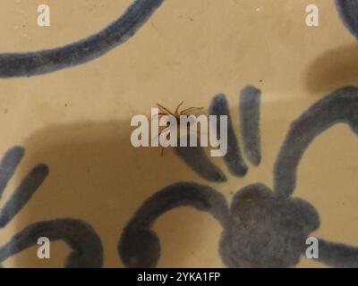 Breiter SAC-Spider (Trachelas tranquillus) Stockfoto