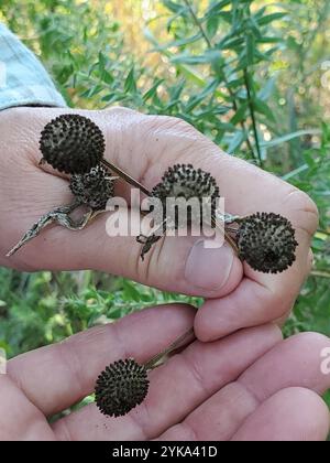 Graukopf-Coneflower (Ratibida pinnata) Stockfoto