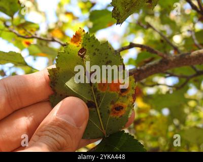 Wacholder-Weißdorn-Rost (Gymnosporangium globosum) Stockfoto