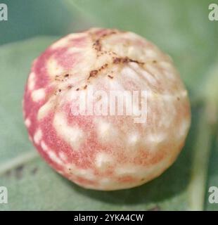 Gestreifte Pea Gall Wasp (Cynips longiventris) Stockfoto