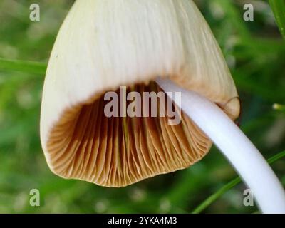 Weiße Dunstkappe (Conocybe apala albipes) Stockfoto