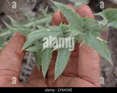 Wellendistel (Cirsium undulatum) Stockfoto