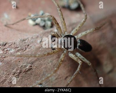 Eurasische Laufkrabbenspinne (Philodromus dispar) Stockfoto